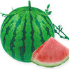 [专业种子] "早佳8424"西瓜种子 商品缩略图0