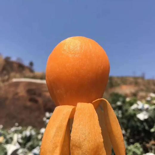 攀枝花高山米易五星枇杷 商品图2