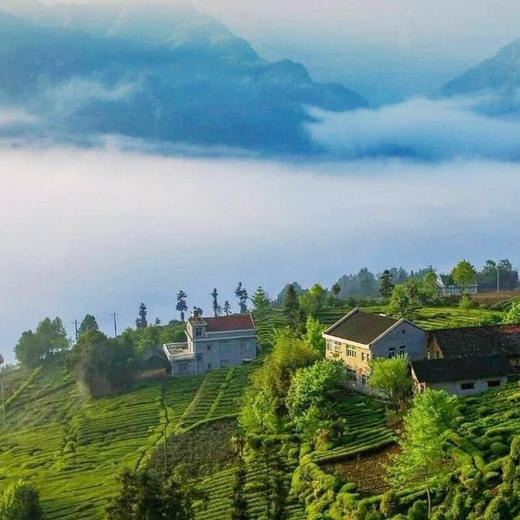 五峰黑林沟毛尖250g 商品图3