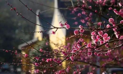 2.22南京梅花山&雨花台、湖州“小众”双林古镇&“央视推荐”东方梅园、杭州灵峰探梅6天摄影团 商品图4