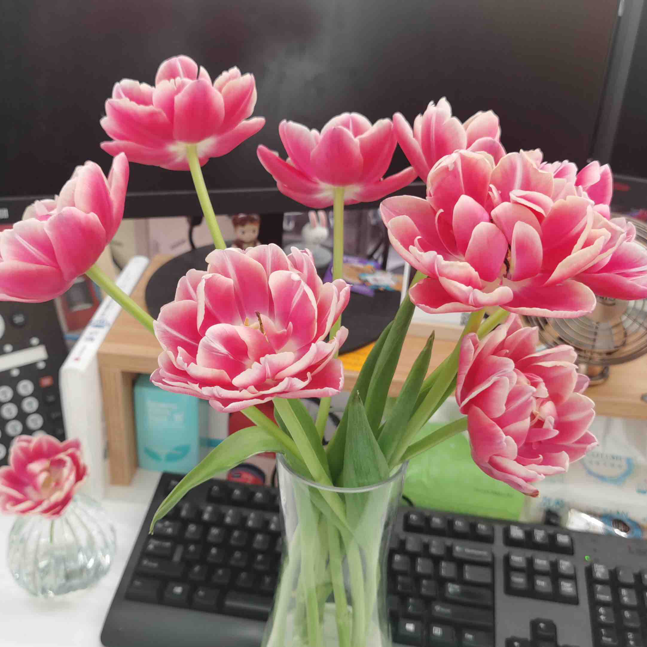 国产郁金香-草莓松饼.10枝/扎