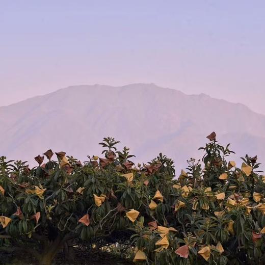 攀枝花高山米易五星枇杷 商品图10