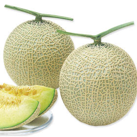 [专业种子] “阿鲁斯”网纹甜瓜种子