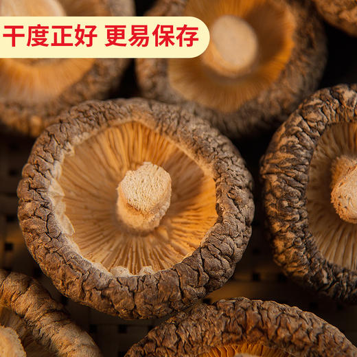 产地直发-鲜8秦岭香菇500g*1袋 商品图3