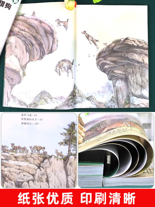 沈石溪动物小说全集正版套装画本第一辑8册的书大全系列儿童文学 后一头战象小学生四五六年级课外阅读书籍必读经典书目斑羚飞渡 商品图4
