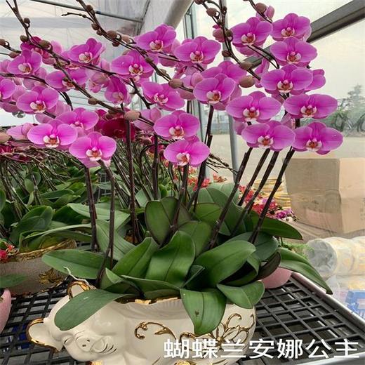 （中山）蝴蝶兰藏宝图 商品图1