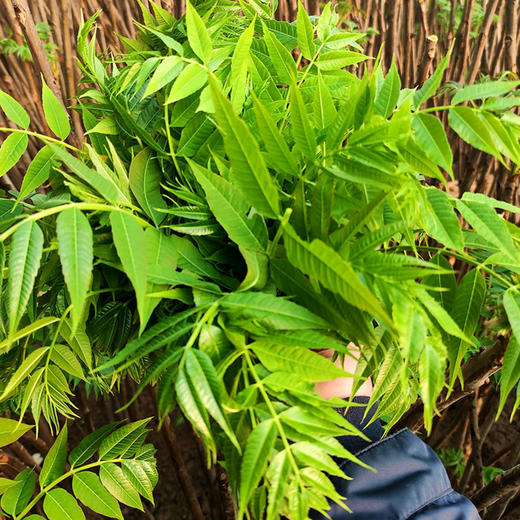【生鲜预售】丹江蒿坪新鲜现采香椿150g 商品图1