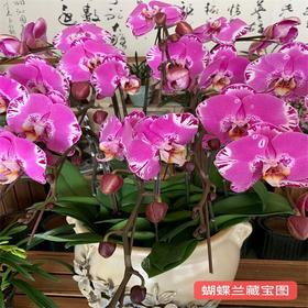 （中山）蝴蝶兰藏宝图