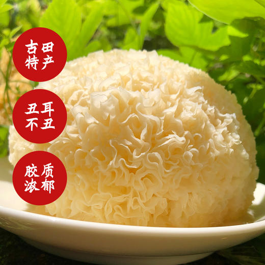 【甄客甄选】福建一级丑耳 商品图2