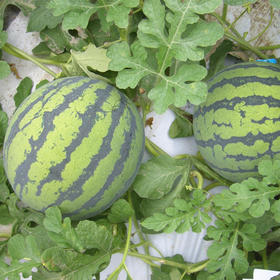 [专业种子] "巨峰"西瓜种子