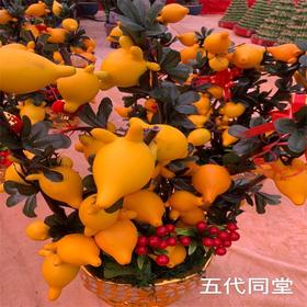 （中山）五代同堂（盆）