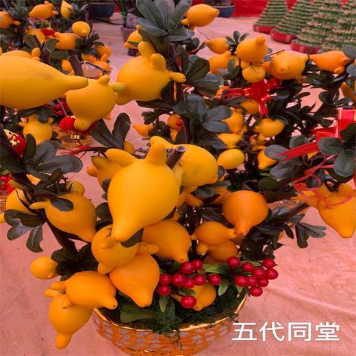 （中山）五代同堂（盆） 商品图0