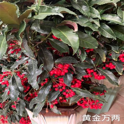 （中山）三株装黄金万两（盆） 商品图0