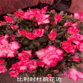 （中山）比利时杜鹃（盆）