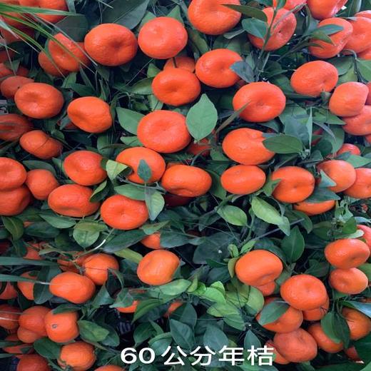 （中山）四季金桔 & 60公分朱砂桔（盆） 商品图1