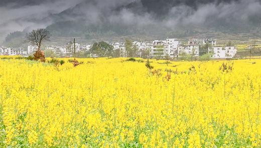 3.16出发【江西】婺源·春色油菜花、景德镇深度4天摄影团 商品图2