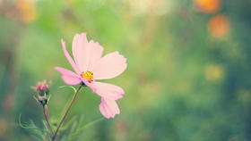 《离骚》@求索，浪漫，围观吗？