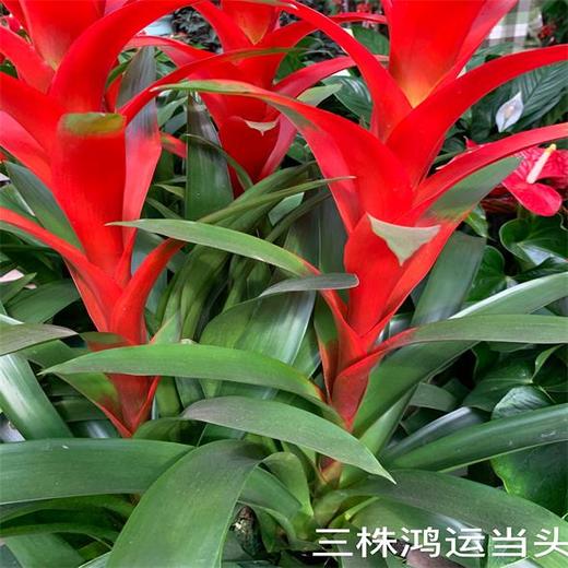 （中山）三颗鸿运当头 商品图0