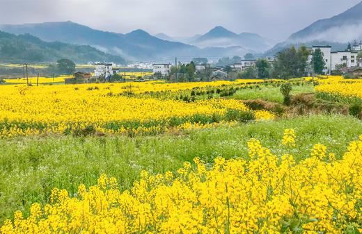 安徽油菜花、新安江山水画廊、古法榨油人文行摄4 天团 商品图5