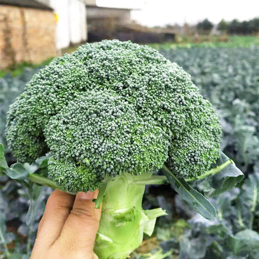 [专业种子] “强势808”西兰花种子 商品图0