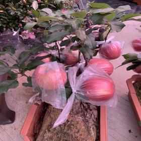 （中山）发财苹果（盆）