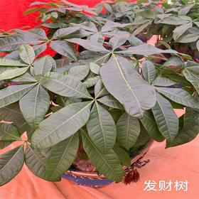 （中山）发财树（盆）
