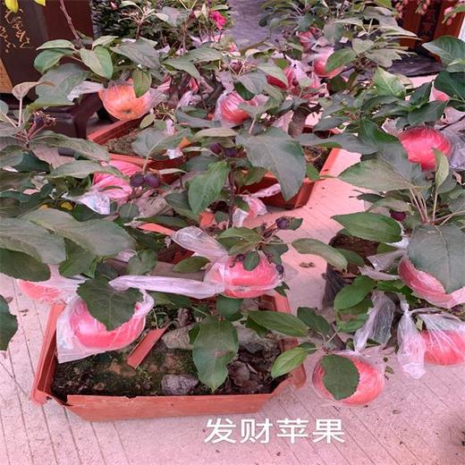 （中山）发财苹果（盆） 商品图1