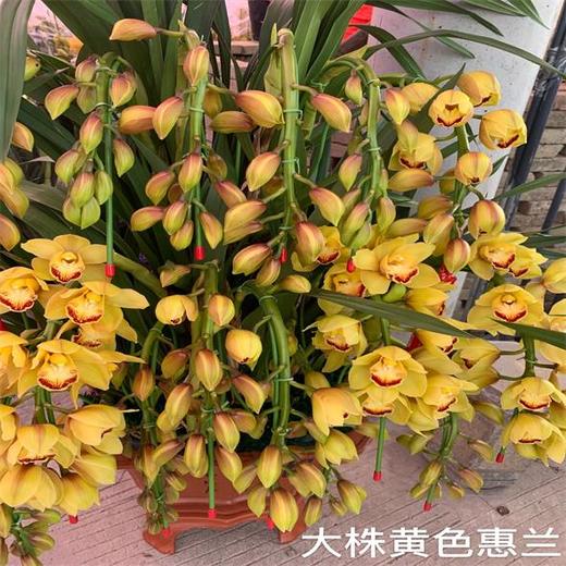 （中山）大花惠兰（盆） 商品图3