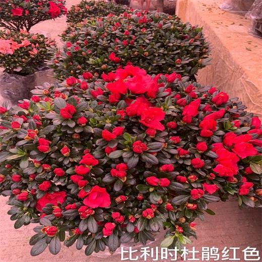 （中山）比利时杜鹃（盆） 商品图1