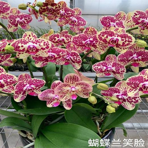 （中山）蝴蝶兰藏宝图 商品图2