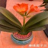 （中山）双拼 / 单株 开花君子兰（盆） 商品缩略图0