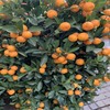 （中山）四季金桔 & 60公分朱砂桔（盆） 商品缩略图0