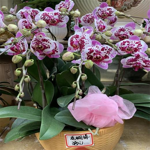 （中山）蝴蝶兰藏宝图 商品图3