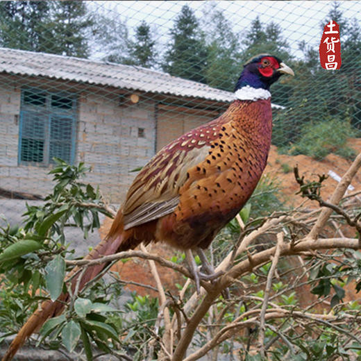 江西修水農家散養公山雞 - 土貨昌