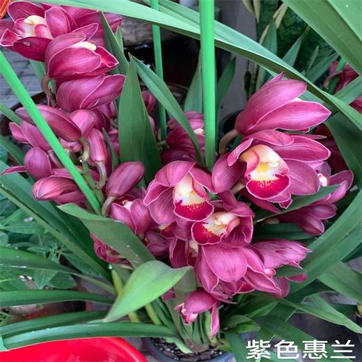 （中山）大花惠兰（盆） 商品图1