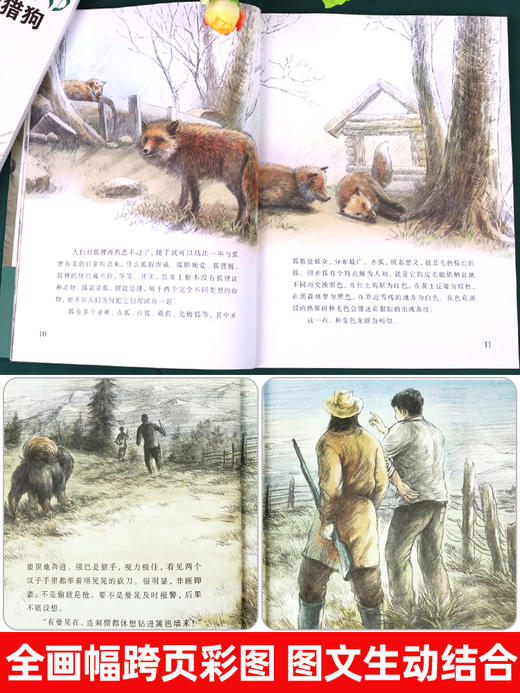 沈石溪动物小说全集正版套装画本第一辑8册的书大全系列儿童文学 后一头战象小学生四五六年级课外阅读书籍必读经典书目斑羚飞渡 商品图3