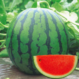 [专业种子] "扬帆2020"西瓜种子