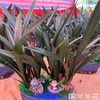 （中山）国兰花（盆） 商品缩略图0