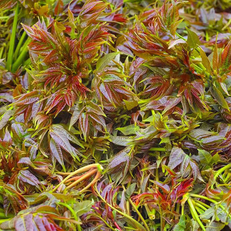 【生鲜预售】丹江蒿坪新鲜现采香椿150g