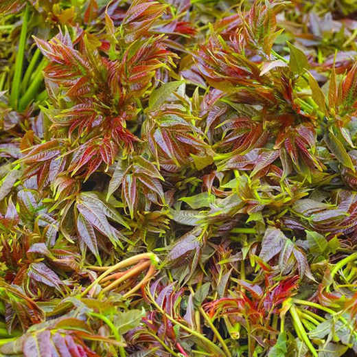 【生鲜预售】丹江蒿坪新鲜现采香椿150g 商品图0