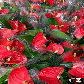 （中山）红掌（胶盆）