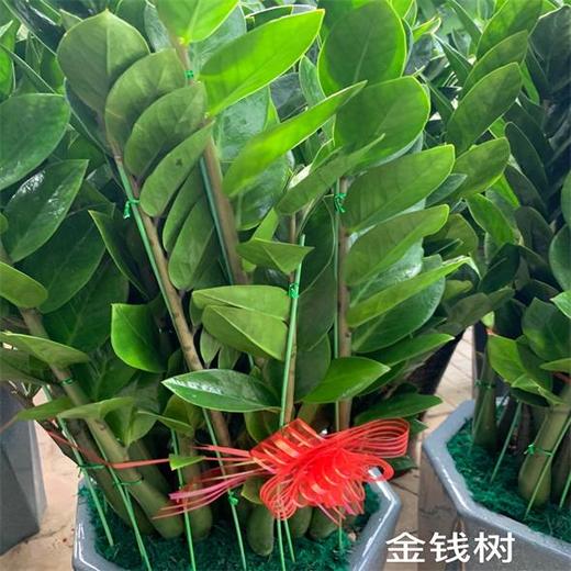 （中山）大号盆金钱树（盆） 商品图0