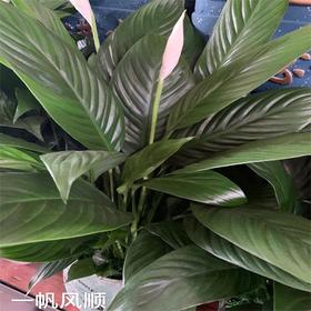 （中山）一帆风顺（盆）