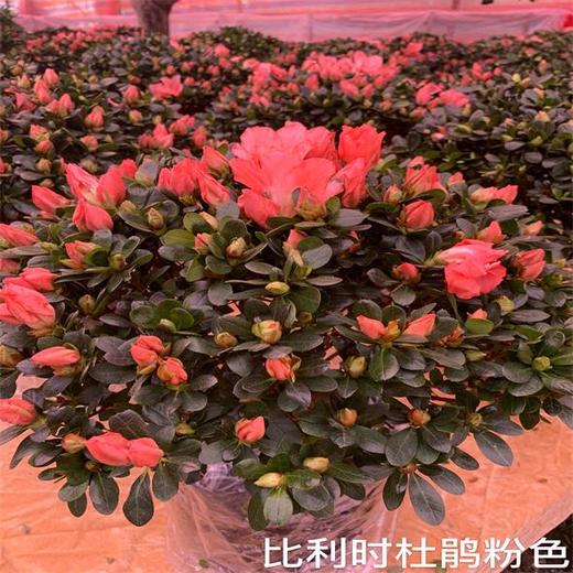 （中山）比利时杜鹃（盆） 商品图2