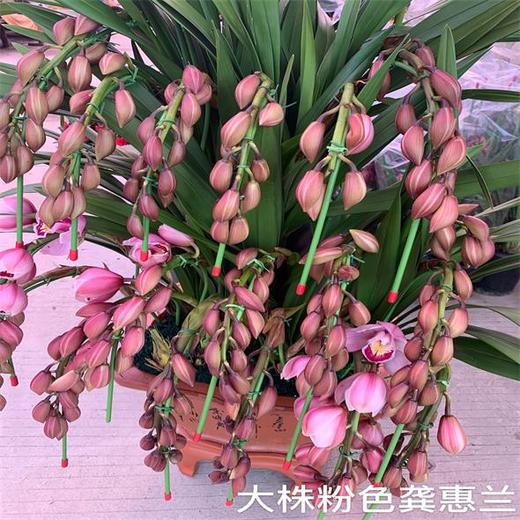 （中山）大花惠兰（盆） 商品图2