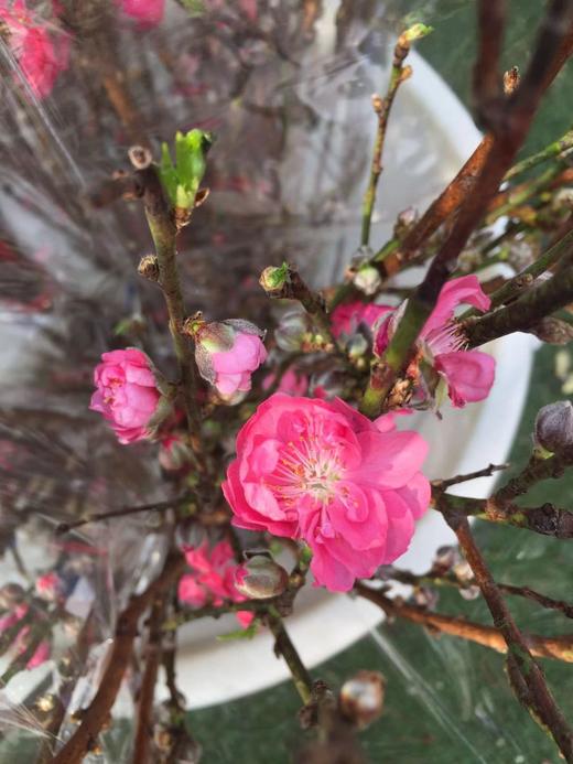 【 '桃‘你欢心】  桃花 红色 约7-8枝/扎 约70公分  单扎 商品图11