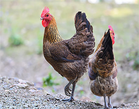 冷冻净膛雪山老母鸡单只重2kg生长周期500天以上健康美味滋补佳品 商品图1