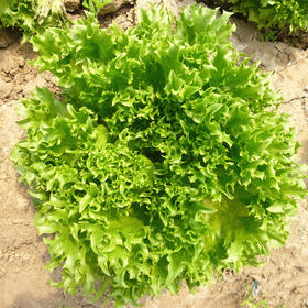 [专业种子] “优雅”生菜种子