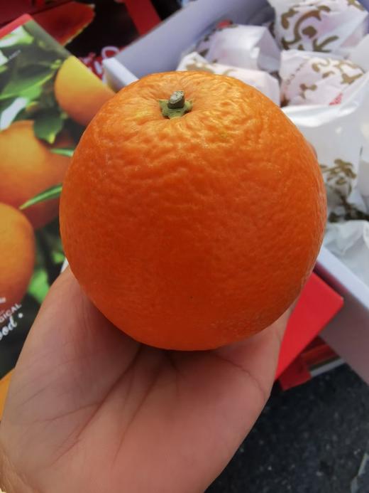 美国小蜜蜂甜心橙