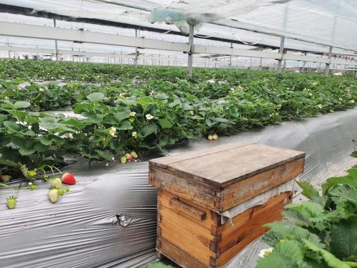 物本源 无农残有机草莓 雪里香/甜宝 （仅限山东省） 商品图3